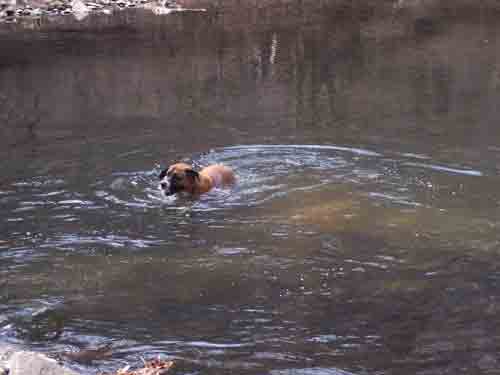 Doofie swimming